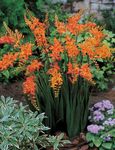 Foto Flores de jardín Crocosmia , naranja