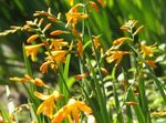 fotografie Záhradné kvety Crocosmia , žltá