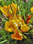 Foto Flores de jardín Azafrán Temprana, Azafrán De Tommasini, Nieve Azafrán, Tommies (Crocus), amarillo