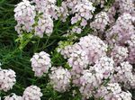 φωτογραφία Λουλούδια κήπου Stonecress, Aethionema , λευκό