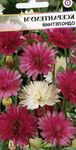 Bilde Hage blomster Evig, Immortelle, Strawflower, Papir Tusenfryd, Evig Daisy (Xeranthemum), burgunder