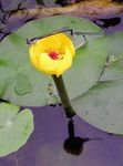 Foto Gartenblumen Südlichen Spatterdock, Gelb Teich Lilie, Gelbe Kuh Lilie (Nuphar), gelb