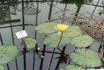フォト 庭の花 スイレン (Nymphaea), 黄