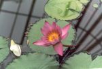 Фото Садовые Цветы Кувшинка (Водяная лилия) (Nymphaea), розовый