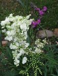 снимка Градински цветове Meadowsweet, Dropwort (Filipendula), бял