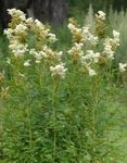 φωτογραφία Λουλούδια κήπου Σπειραία, Dropwort (Filipendula), λευκό