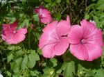 φωτογραφία Λουλούδια κήπου Ετήσια Μολόχα, Τριαντάφυλλο Μολόχα, Βασιλικό Μολόχα, Βασιλική Μολόχα (Lavatera trimestris), ροζ