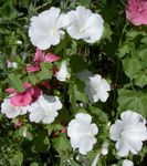 Foto Dārza Ziedi Gada Malva, Rožu Malva, Royal Malva, Regal Malva (Lavatera trimestris), balts