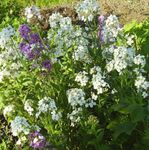 fotografie Záhradné kvety Čakanka, Cheiranthus , biely
