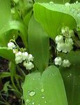 Nuotrauka Sodo Gėlės Pakalnutės, Gali Varpai Dievo Motinos Ašaros (Convallaria), baltas