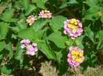 Bilde Hage blomster Lantana , rosa
