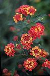 フォト 庭の花 ランタナ (Lantana), 赤