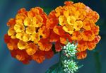 Photo les fleurs du jardin Lantana , orange