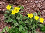 Foto Gartenblumen Fingerkraut (Potentilla), gelb