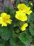 fotografie Záhradné kvety Nátržník (Potentilla), žltá
