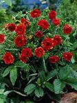 Foto Flores de jardín Cinquefoil (Potentilla), rojo