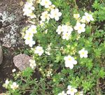 снимка Градински цветове Cinquefoil (Potentilla), бял
