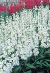 Photo les fleurs du jardin Potager (Matthiola incana), blanc