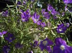 Photo Garden Flowers Venus' Looking Glass (Legousia speculum-veneris), purple