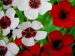 fotografie Záhradné kvety Šarlátovo Ľan, Červený Ľan, Kvitnúce Ľan (Linum grandiflorum), biely