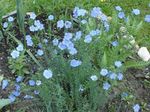 Foto Gartenblumen Linum Staude , hellblau