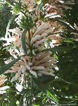 fotografija Vrtno Cvetje Levji Uho, Levji Rep, Wild Dagga (Leonotis leonurus), bela