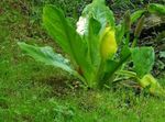 fotografie Zahradní květiny Žlutý Skunk Zelí (Lysichiton), bílá