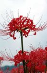 フォト 庭の花 クモユリ、驚きユリ (Lycoris), 赤