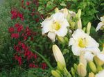 Foto Flores de jardín Daylily (Hemerocallis), blanco