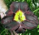 фотографија Баштенске Цветови Даилили (Hemerocallis), црн
