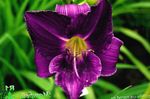 სურათი ბაღის ყვავილები Daylily (Hemerocallis), მეწამული