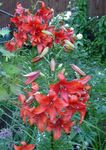 fotografie Záhradné kvety Ľalia Ázijského Hybridy (Lilium), červená