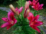 Foto Have Blomster Lilje De Asiatiske Hybrider (Lilium), bordeaux