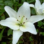 fotografie Zahradní květiny Lilie Asijského Hybridy (Lilium), bílá