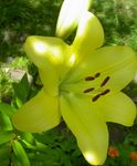 fotografie Zahradní květiny Lilie Asijského Hybridy (Lilium), žlutý