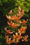 Photo Garden Flowers Martagon Lily, Common Turk's Cap Lily (Lilium), orange