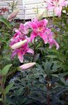 фотографија Баштенске Цветови Ориентал Лили (Lilium), розе