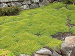 zdjęcie Ogrodowe Kwiaty Azorella , zielony