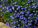 照 园林花卉 磨边半边莲，每年半边莲，半边莲尾随 (Lobelia), 蓝色
