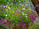 Foto Flores de jardín Lobelia Ribete, Lobelia Anual, Lobelia Arrastran , púrpura
