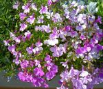 Foto Gartenblumen Einfassung Lobelien, Jahreslobelien, Hinter Lobelia , flieder