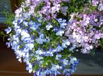 Photo Garden Flowers Edging Lobelia, Annual Lobelia, Trailing Lobelia , light blue