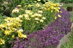 Photo bláthanna gairdín Alyssum Milis, Alison Milis, Lobularia Cois Farraige (Lobularia maritima), corcra