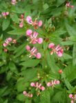 Foto Myg Blomst (Lopezia racemosa), pink