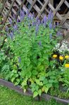 Foto Gartenblumen Agastache, Hybrid Anis Ysop, Mexikanische Minze , hellblau