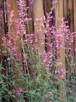 照 园林花卉 藿香，混合八角牛膝草，墨西哥薄荷 (Agastache), 粉红色