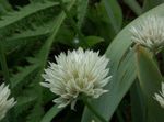 foto I fiori da giardino Cipolla Ornamentale (Allium), bianco