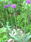 Fil Trädgårdsblommor Prydnads Lök (Allium), lila