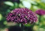 Foto Gartenblumen Zierl (Allium), weinig