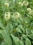 fotografie Záhradné kvety Okrasné Cibule (Allium), zelená